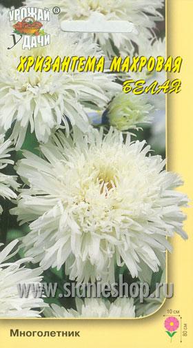 Семена цветов - хризантема мн. махровая белая