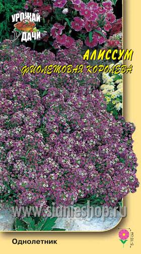 Семена цветов - алиссум фиолетовая королева